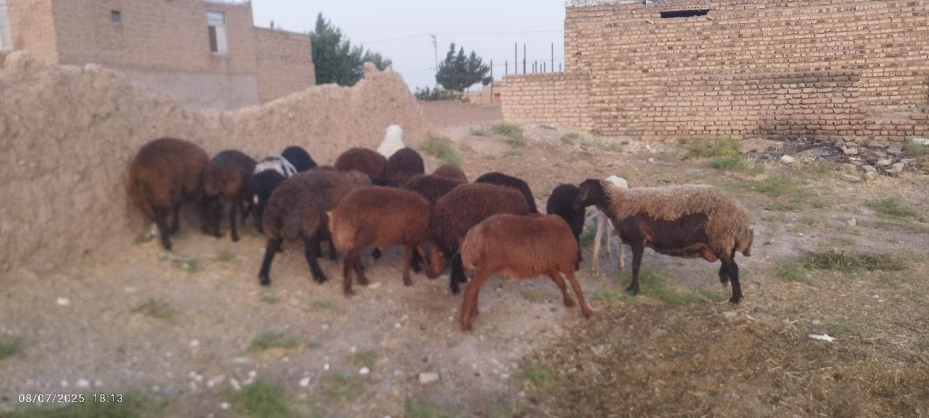 بره نروماده|حیوانات مزرعه|تایباد, |دیوار