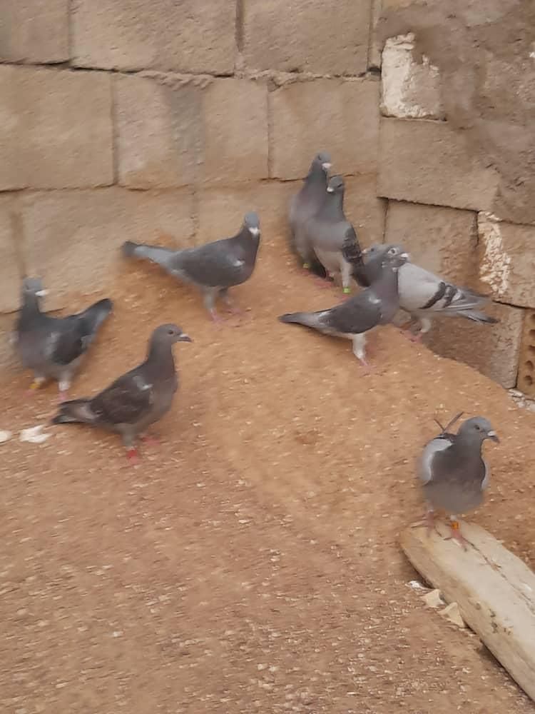 کبوتر پلاکی|پرنده|مسجد سلیمان, |دیوار