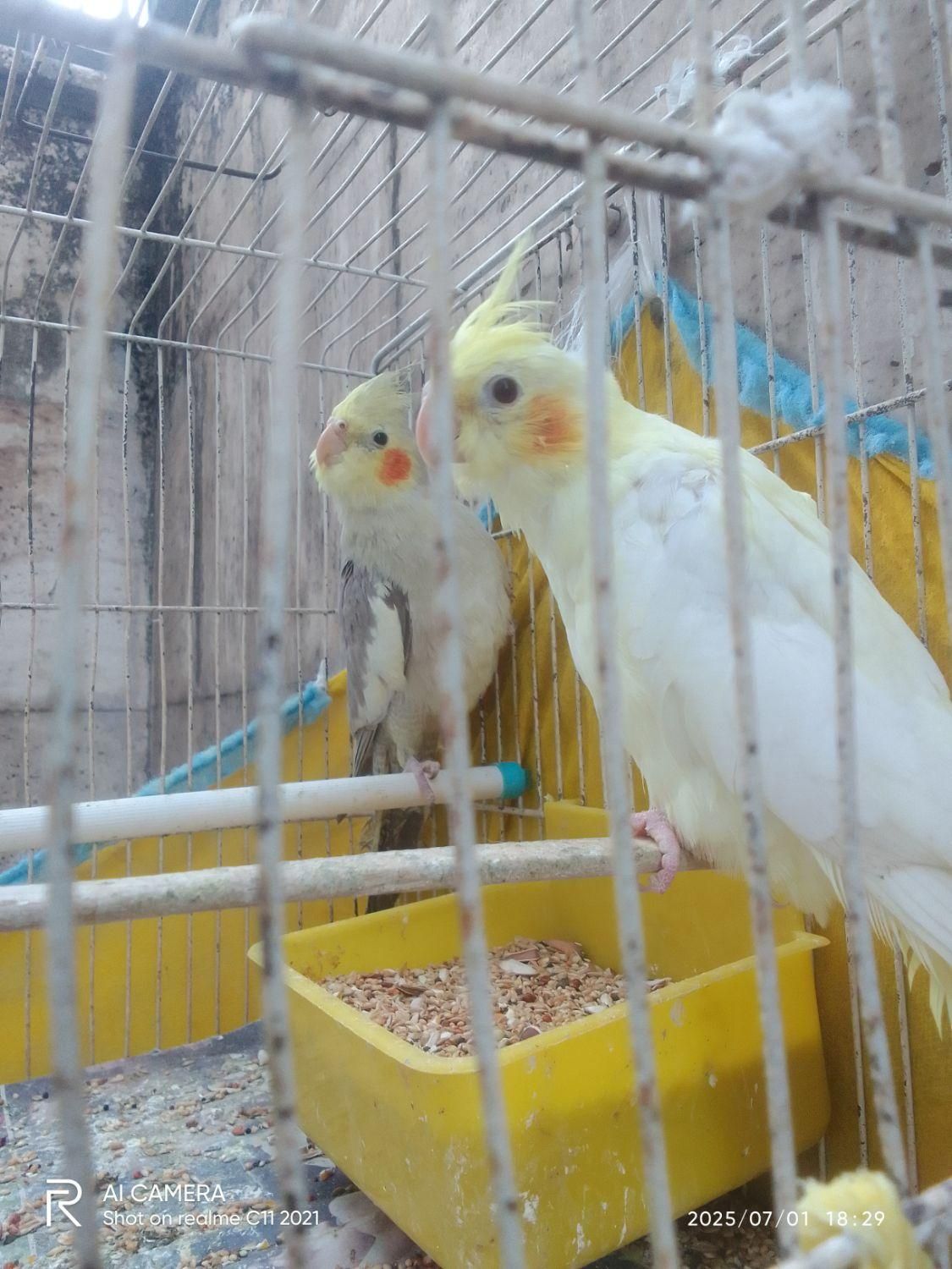 طوطی عروس|پرنده|رشت, بازار|دیوار