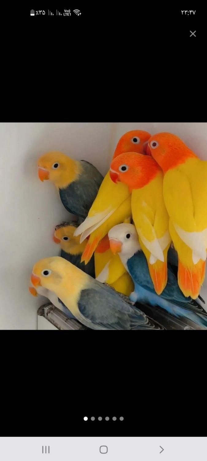 فروش طوطی  کوتوله دستی رنگ خاص|پرنده|نجف‌آباد, ولیعصر|دیوار