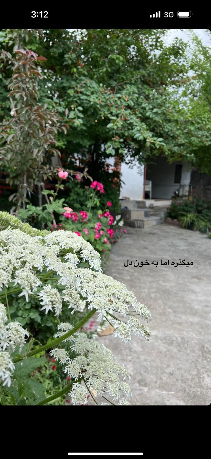 گل فروشی|گل و گیاه طبیعی|سیرجان, |دیوار