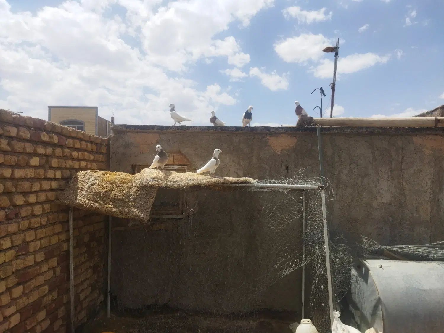 طوقی|پرنده|اصفهان, آزادان|دیوار