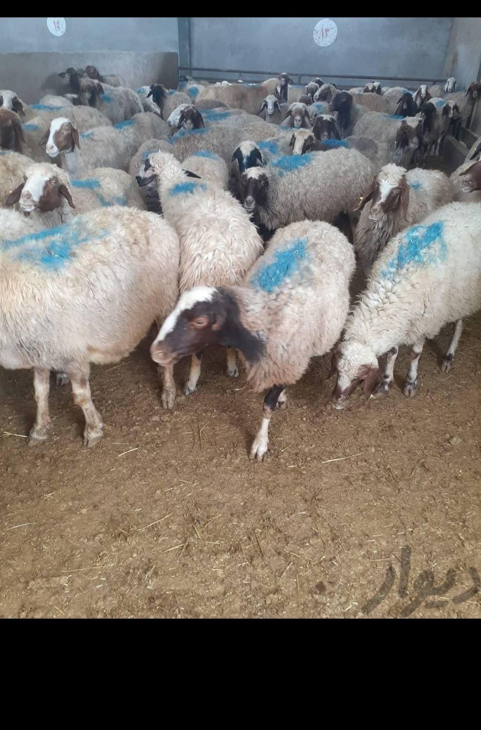 جایگاه بهداشتی گوسفند در غرب تهران زنده وتازه|حیوانات مزرعه|تهران, شهرک صدرا|دیوار