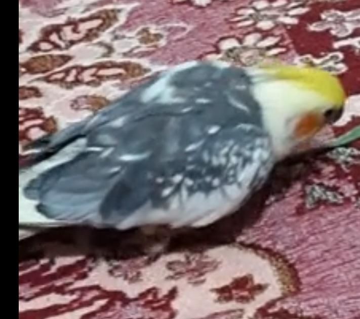 عروس هلندی گمشده در آبپخش|پرنده|برازجان, |دیوار