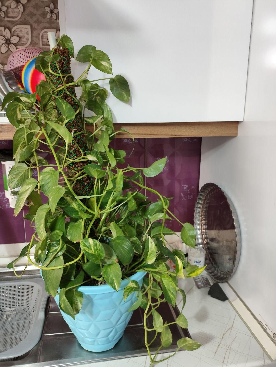 پتوس سرحال|گل و گیاه طبیعی|رباط‌کریم, رباط‌کریم|دیوار