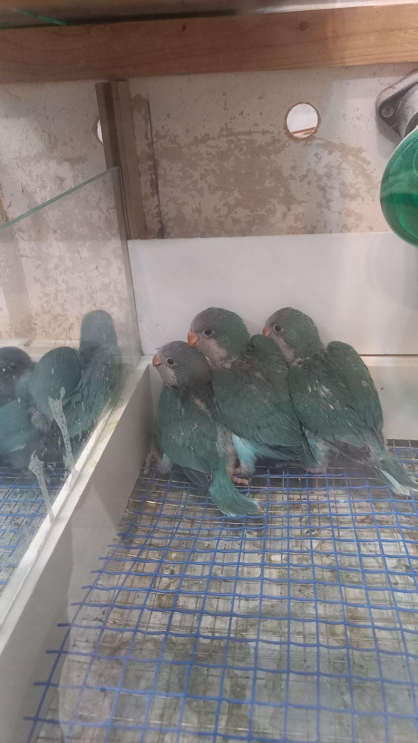 طوطی راهب|پرنده|اصفهان, هفتون|دیوار