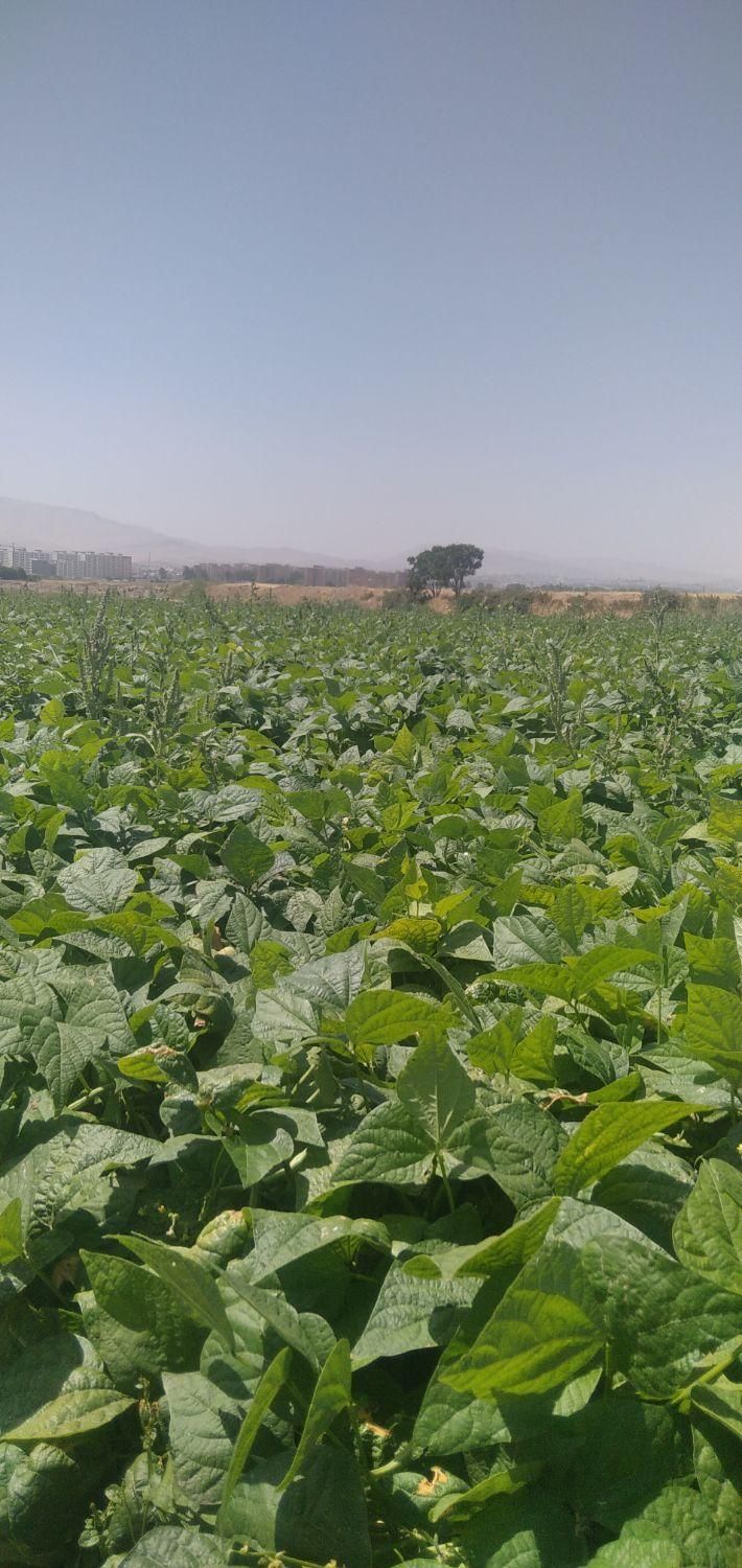 سرکارگر امور کشاورزی انبار سرد خانه آقای سنجابی|خدمات باغبانی و درختکاری|کرمانشاه, |دیوار