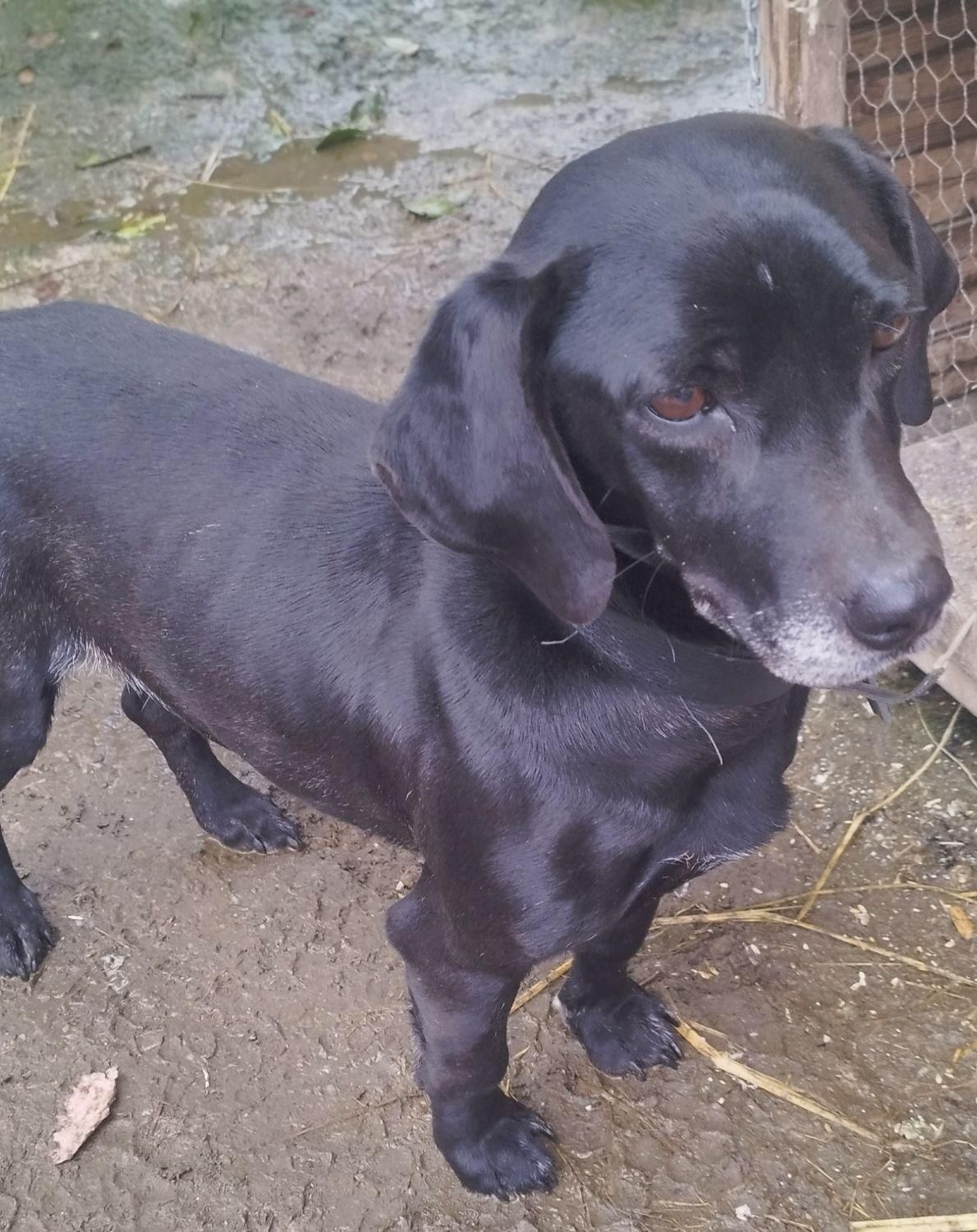 باسکت شکاری ماده|سگ|صومعهسرا, |دیوار