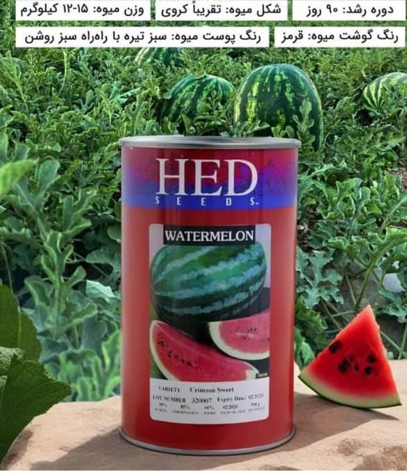 بذر هندوانه ذرت شیرین اسفناج شلغم چغندر لوبیا|گل و گیاه طبیعی|قم, عربستان|دیوار