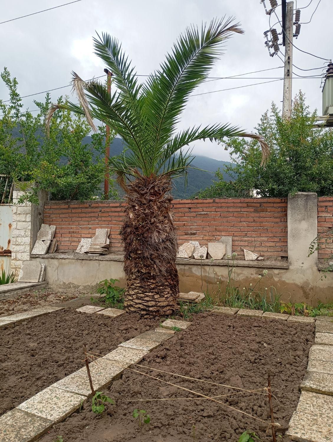 درخت نخل زینتی|گل و گیاه طبیعی|زیرآب, |دیوار