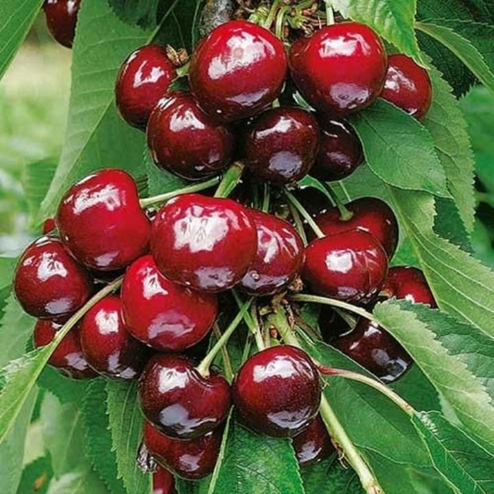 ۲ نفر برتی چیدن گیلاس و غیره هستیم|ابزارآلات|خوی, |دیوار