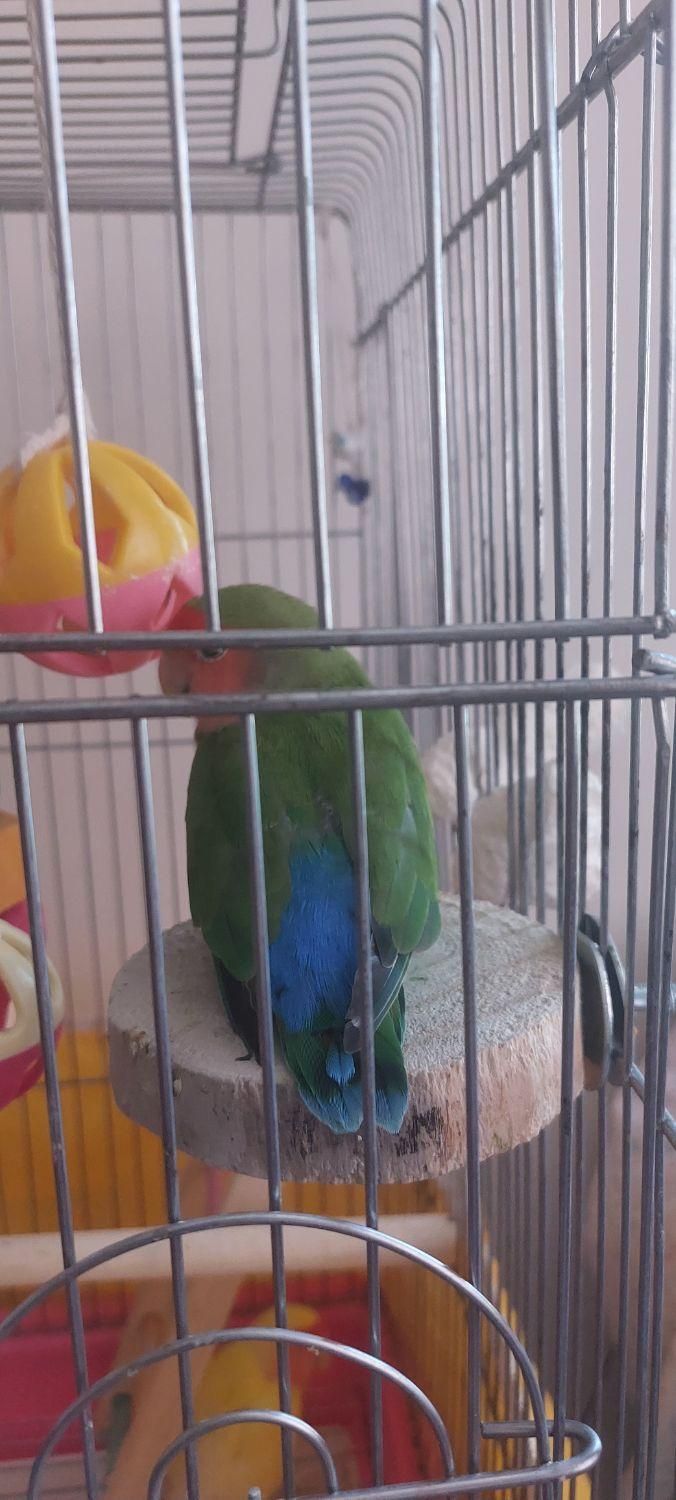 طوطی برزیلی سالم دوتا جفت تخم گذار و۳ جوجه بالغ|پرنده|تهران, سازمان آب|دیوار