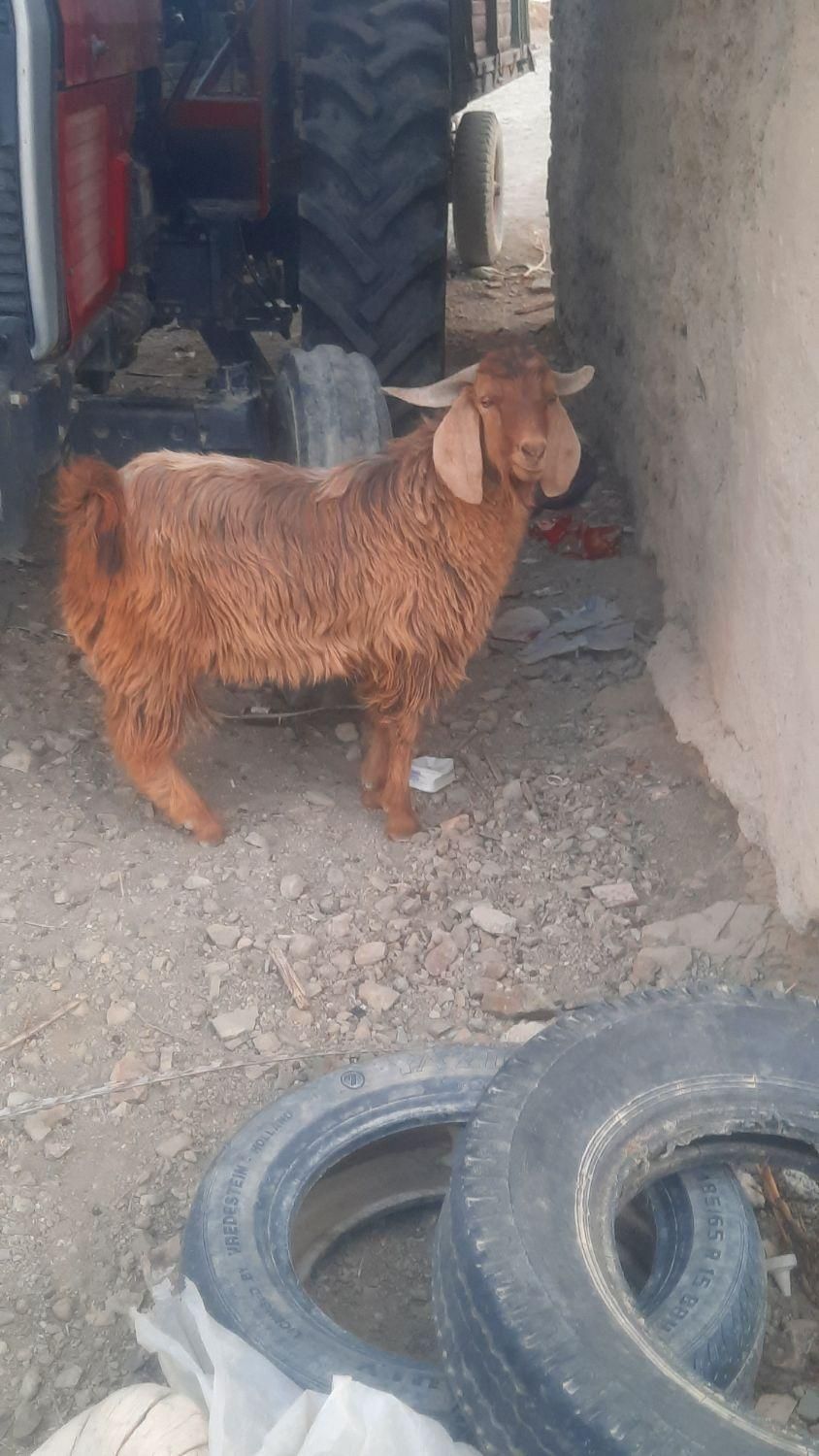 ۱۶۰۰۰۰۰۰۰|حیوانات|سراوان, |دیوار