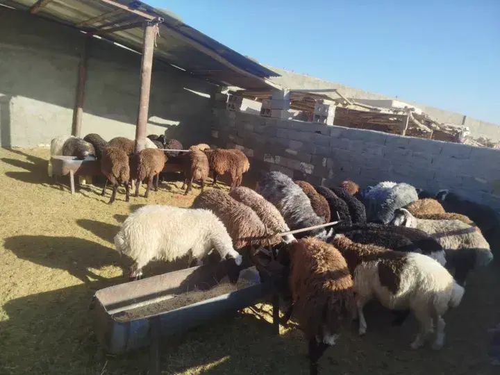 بره نر|حیوانات مزرعه|اصفهان, ورزشگاه نقش جهان|دیوار