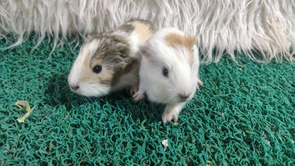 خوکچه هندی موکوتاه|موش و خرگوش|تهران, مهران (سیدخندان)|دیوار