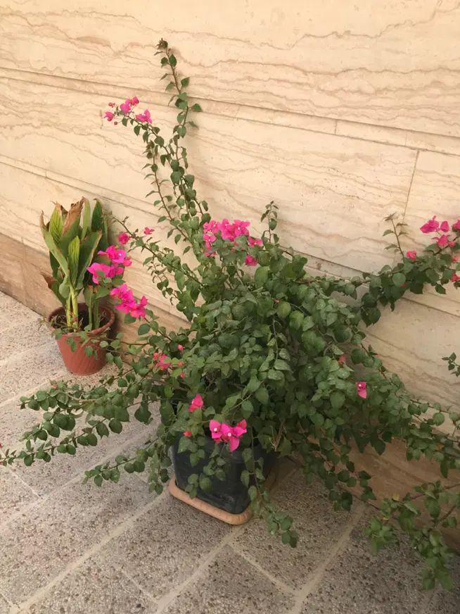 درختچه گل طبیعی کاغذی|گل و گیاه طبیعی|تهران, ستارخان|دیوار