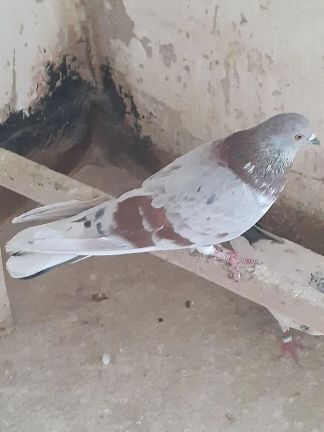 کفترپیس سرور(نوه سرورملقب به راسو)باغستان|پرنده|تهران, سعیدآباد|دیوار