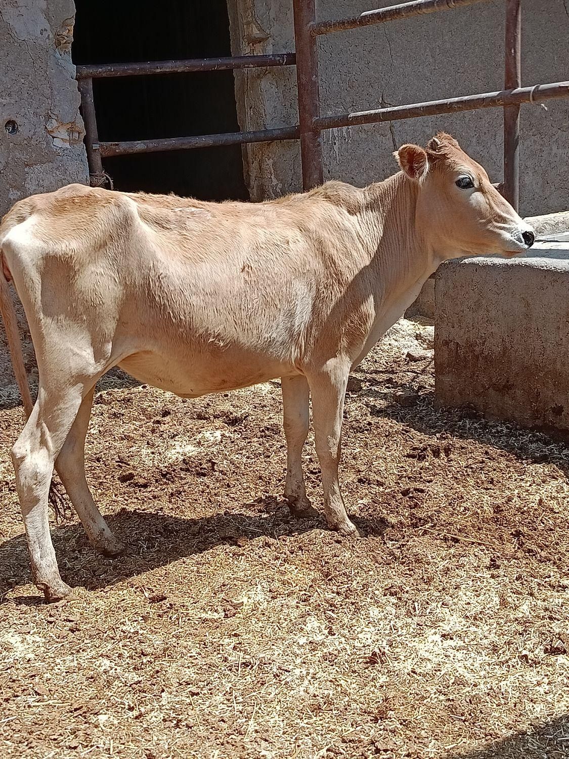 گاو گوساله گوسفند بز بره گاومیش درشادگان|حیوانات مزرعه|اهواز, گلستان|دیوار