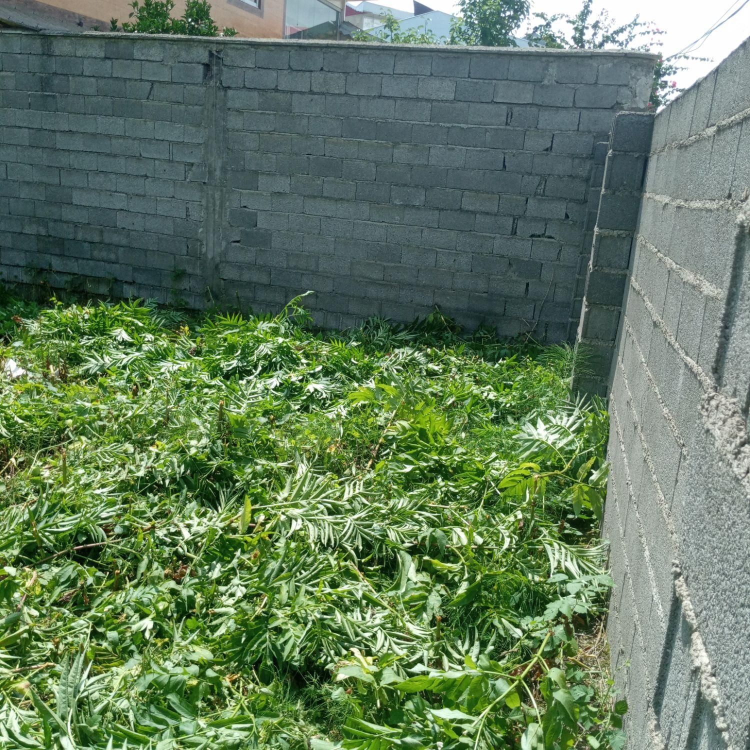 خدمات علف زنی چمن|خدمات باغبانی و درختکاری|شفت, |دیوار