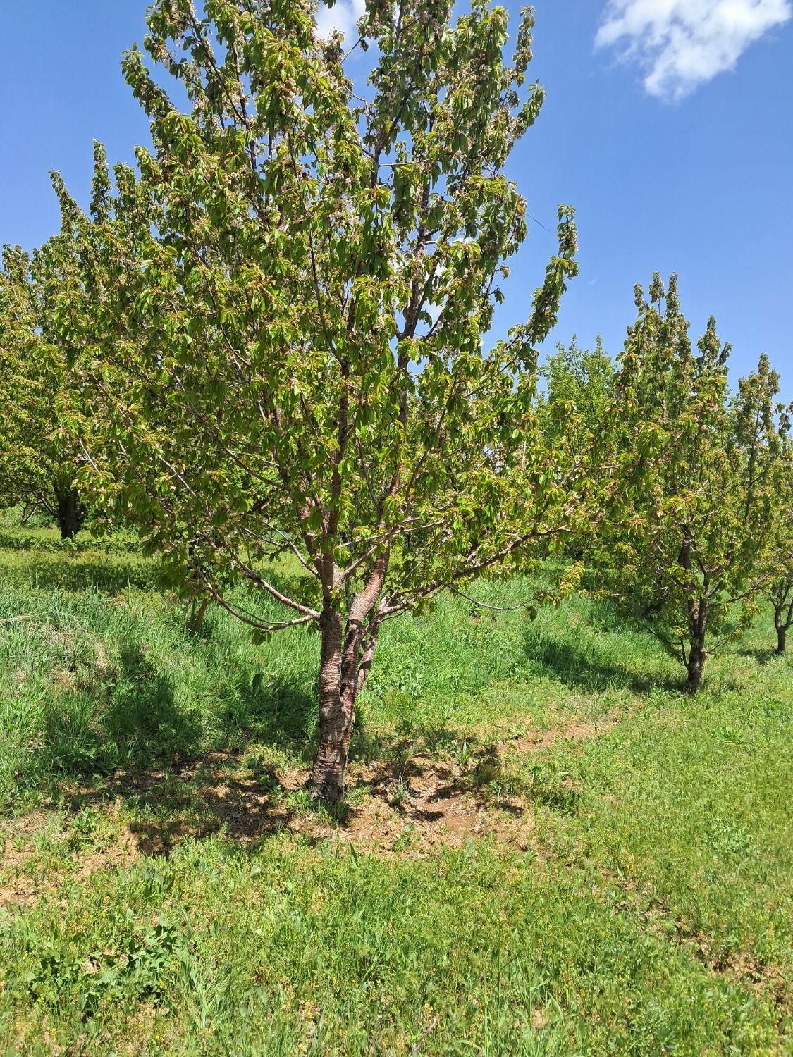 فروش زمین ۲۲۰۰ متری|فروش زمین و ملک کلنگی|قزوین, |دیوار