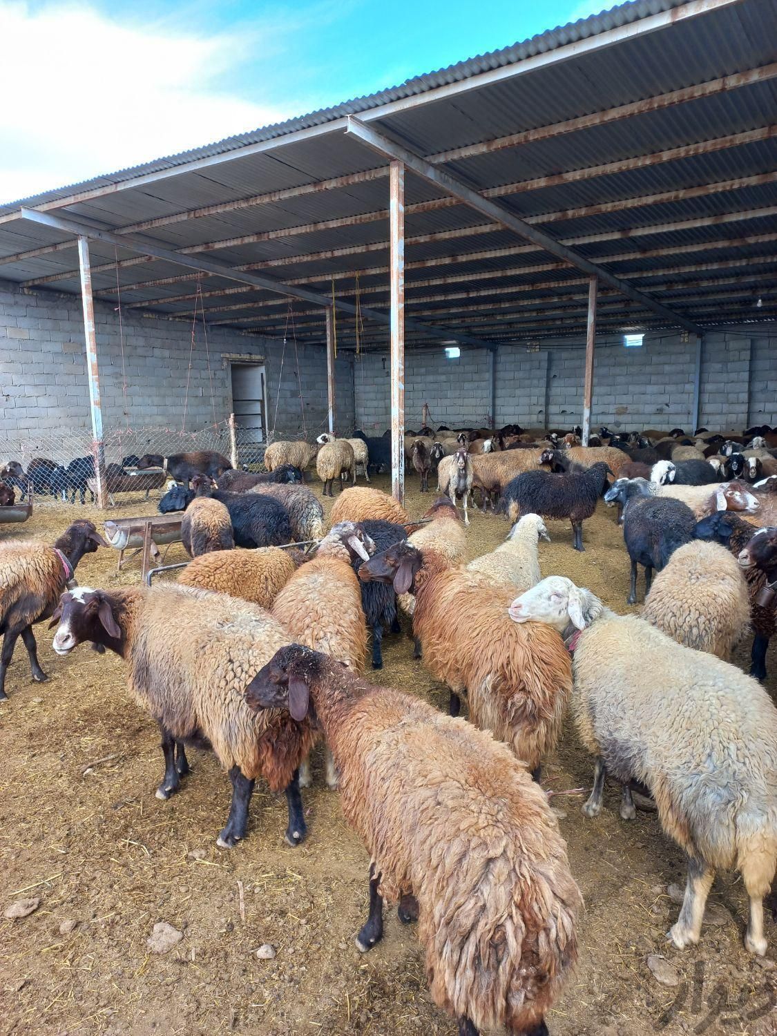 گوسفند مجهز به ۵۰۰راس دام نصفه گوشت|حیوانات مزرعه|مشهد, نوید|دیوار