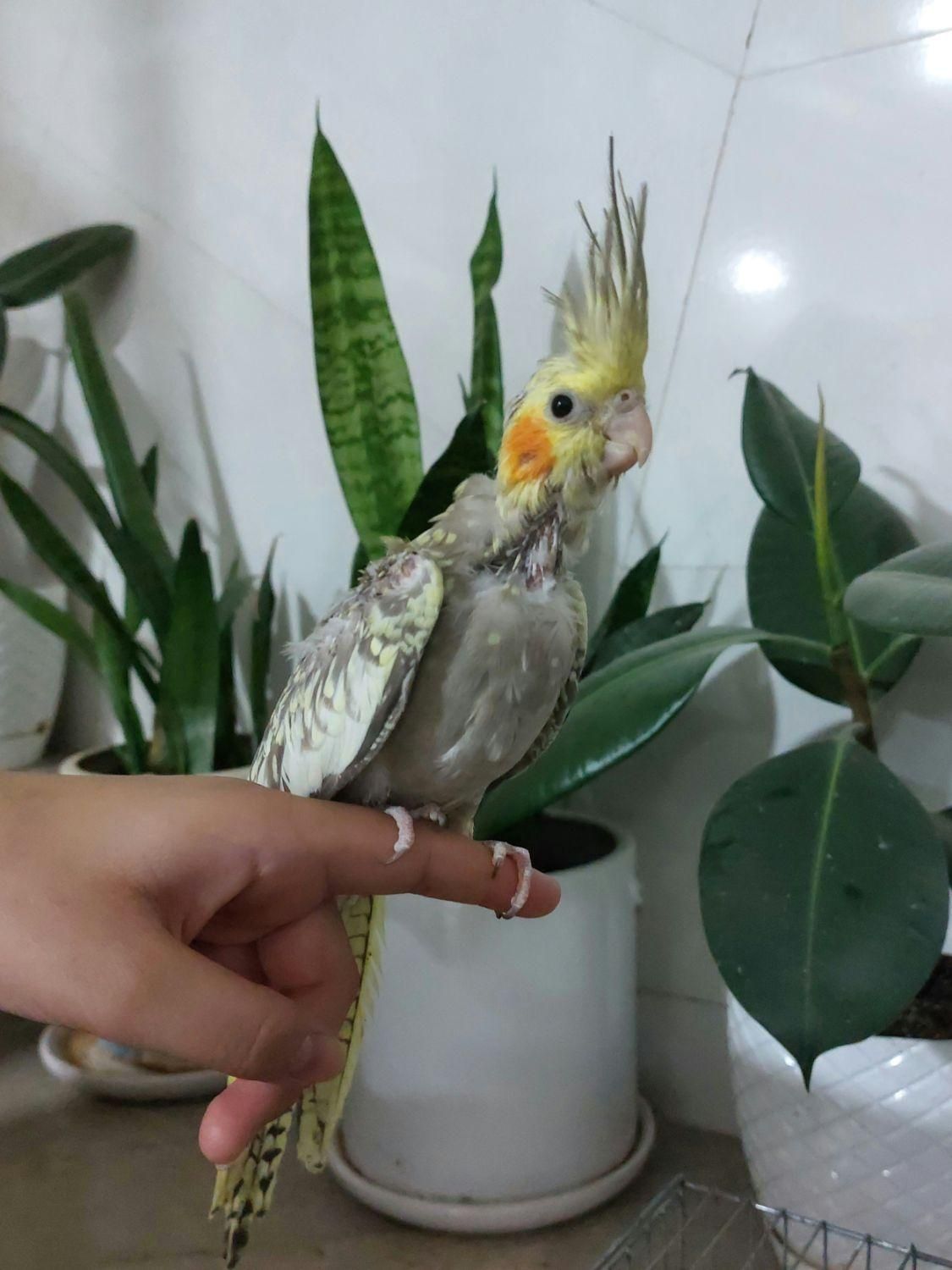 عروس هلندی(سرلاکی تا بلوغ)|پرنده|یزد, |دیوار