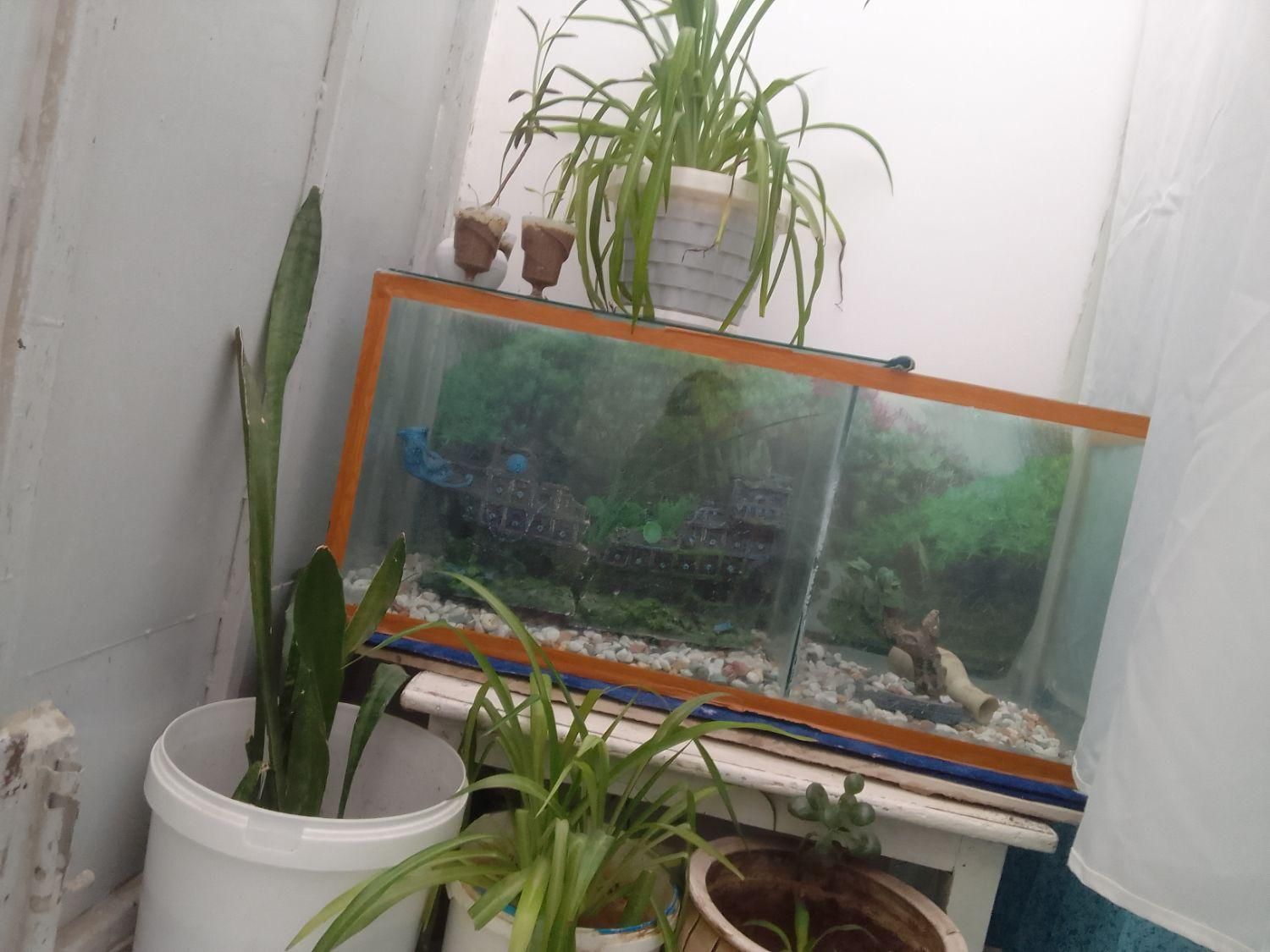 آکواریوم به ابعاد ۹۰در۴۰|ماهی|نیریز, |دیوار