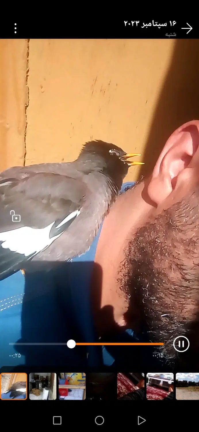 پرنده میناگمشده به یابنده5میلیون مژدگانی داده میشو|پرنده|اهواز, زندوکیلی|دیوار