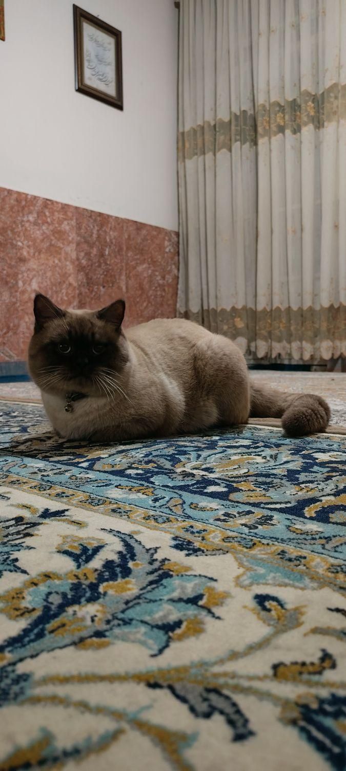 گربه گم شده|حیوانات|قوچان, |دیوار
