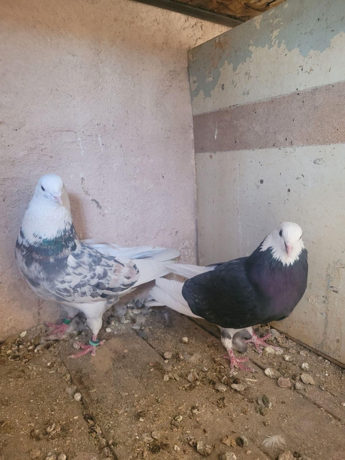 نر و ماده هما سرور|پرنده|مبارکه, |دیوار