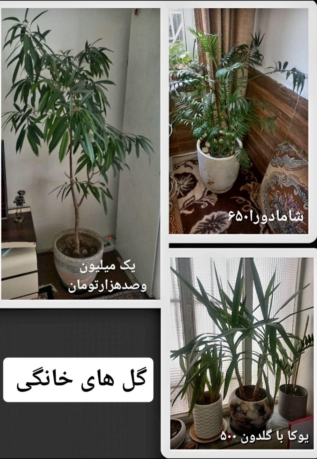 گلهای زیبا وسرحال|گل و گیاه طبیعی|تهران, آذری|دیوار