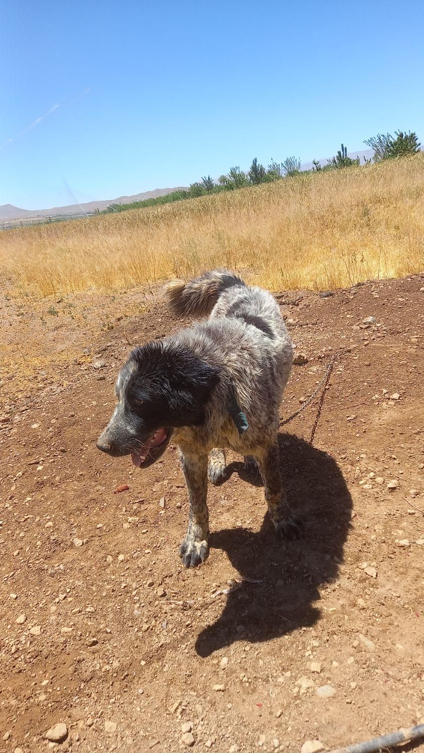 سگ گله|سگ|داران, |دیوار