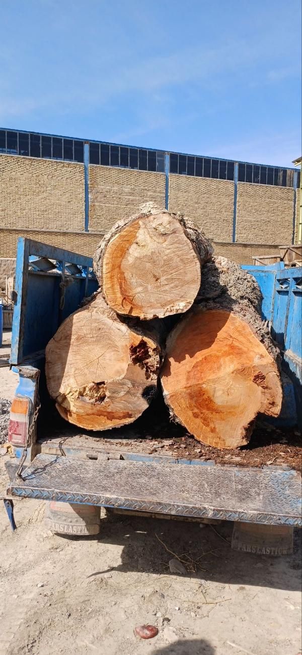 خرید چوب قطع درخت هرس درخت برش درخت|خدمات باغبانی و درختکاری|مشهد, رسالت|دیوار