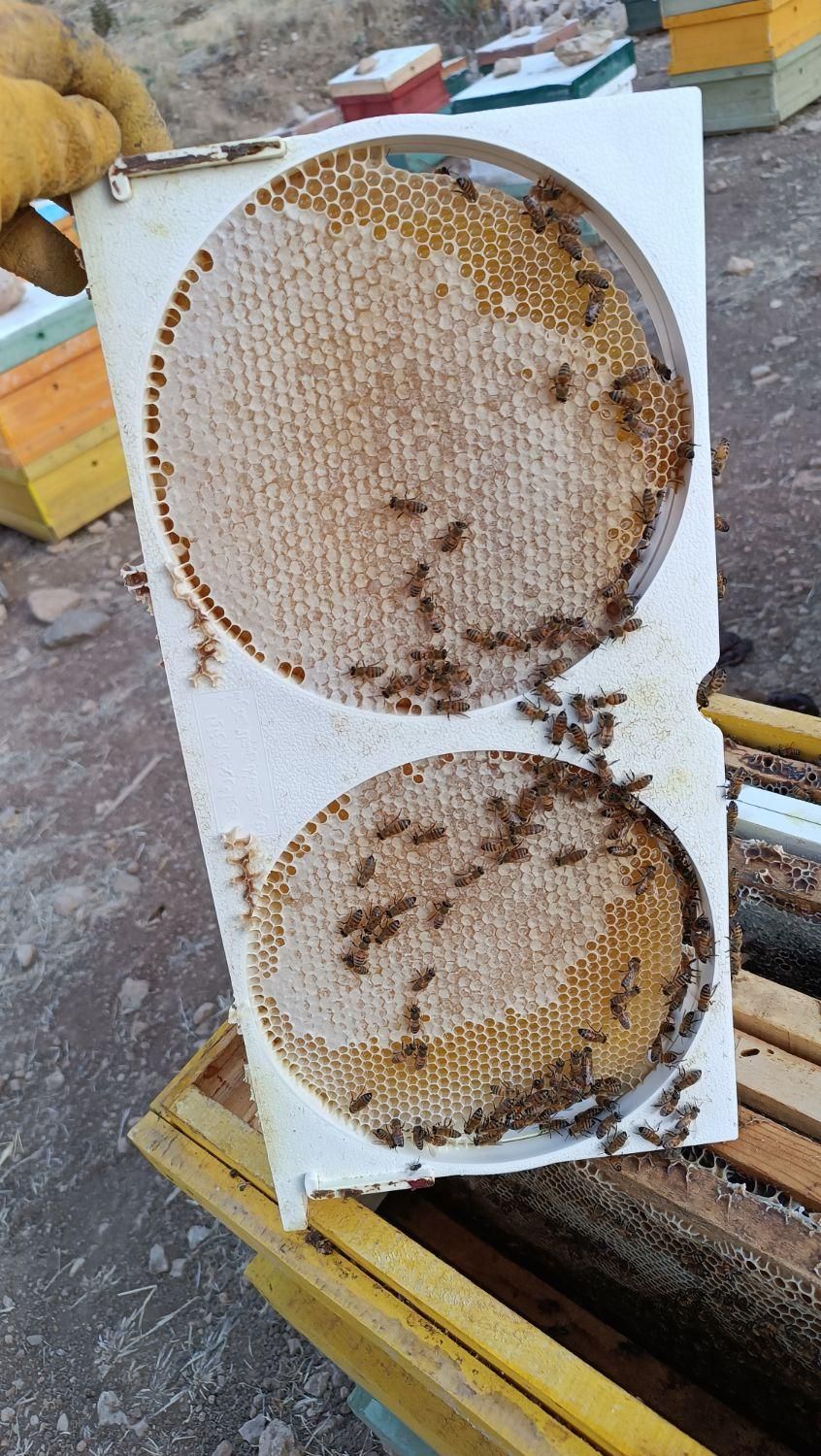 فروش عمده و جزئی عسل|خوردنی و آشامیدنی|دالاهو, |دیوار