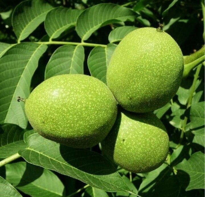 نهال گردو ژنوتیپ|خدمات باغبانی و درختکاری|دیلمان, |دیوار