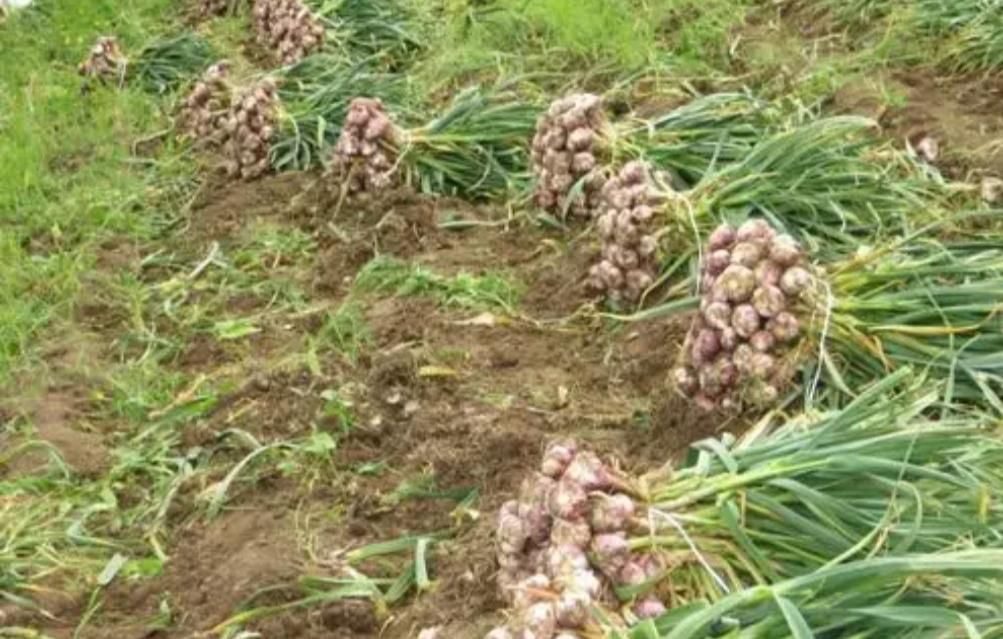 سیر سفید بدون واسطه|خوردنی و آشامیدنی|همدان, |دیوار