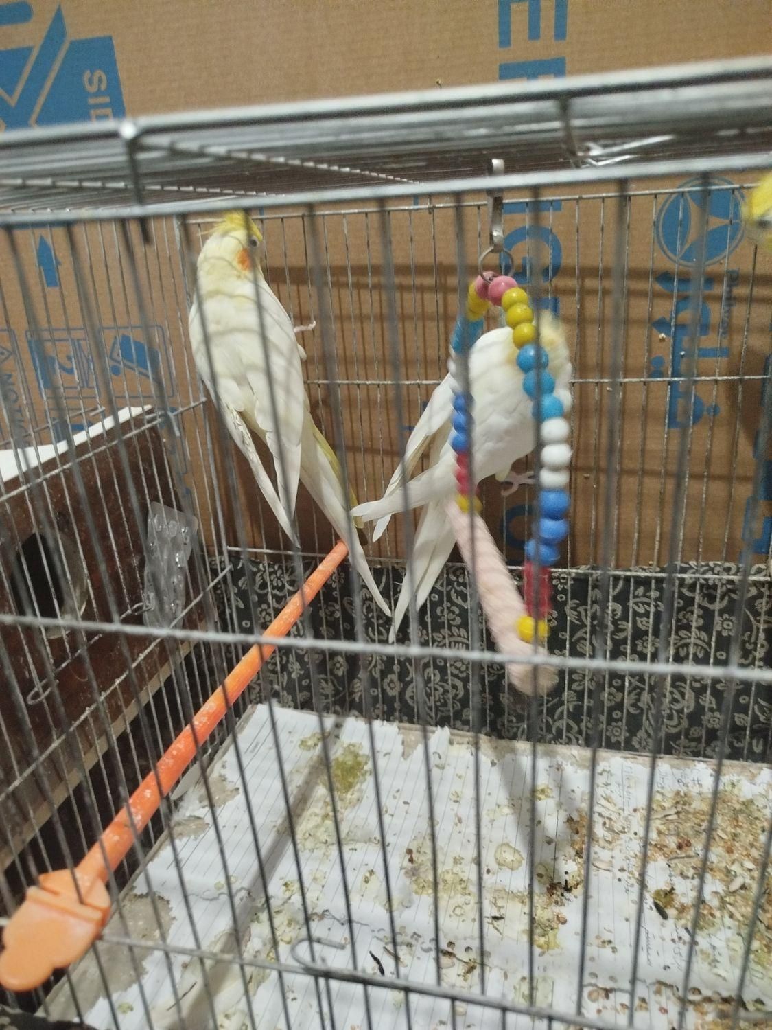 سه تا عروس هلندی|پرنده|آذرشهر, |دیوار