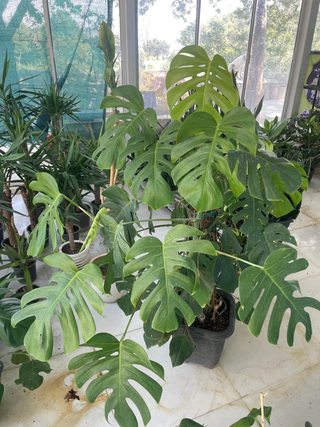 برگ انجیری چوبدار|گل و گیاه طبیعی|تهران, مجیدآباد|دیوار
