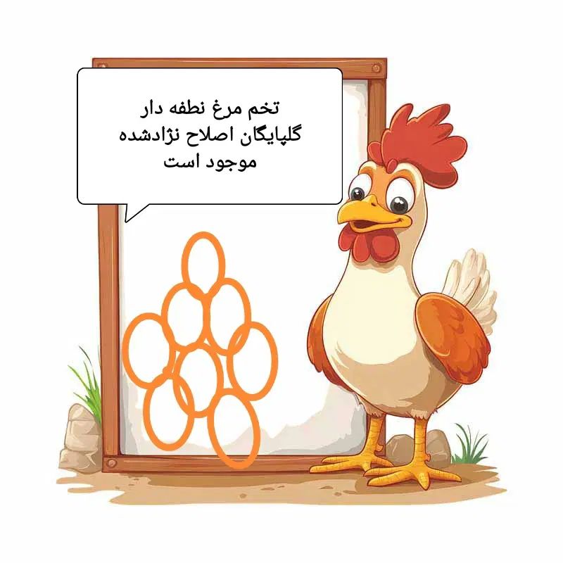 تخم مرغ نطفه دار(گلپایگان اصلاح نژاد شده)موجود است|حیوانات مزرعه|رشت, لاکان|دیوار