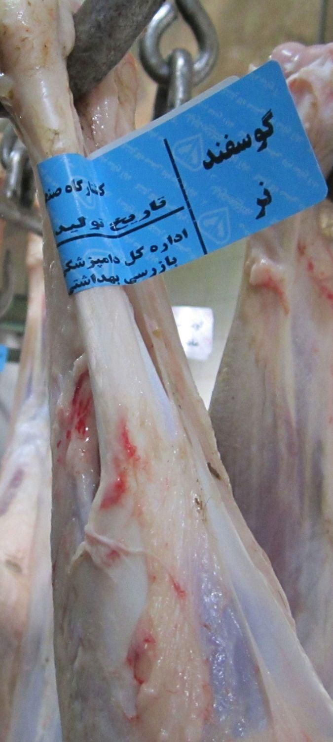 عرضه گوشت چرخ کرده تازه تنظیم بازار با پیک|خوردنی و آشامیدنی|قم, باسکول|دیوار