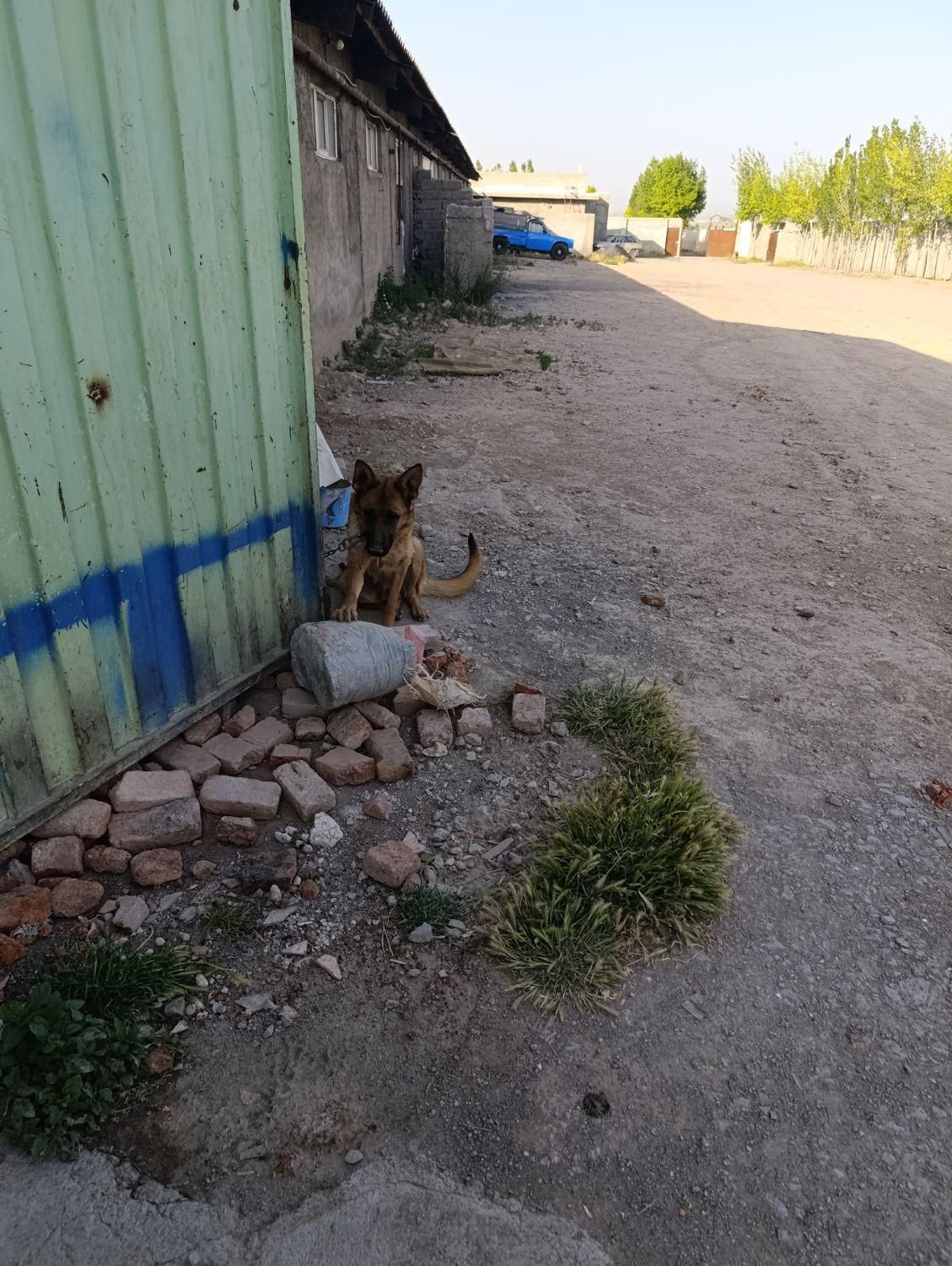 سگ ژرمن شپرد اصل|سگ|اردبیل, |دیوار