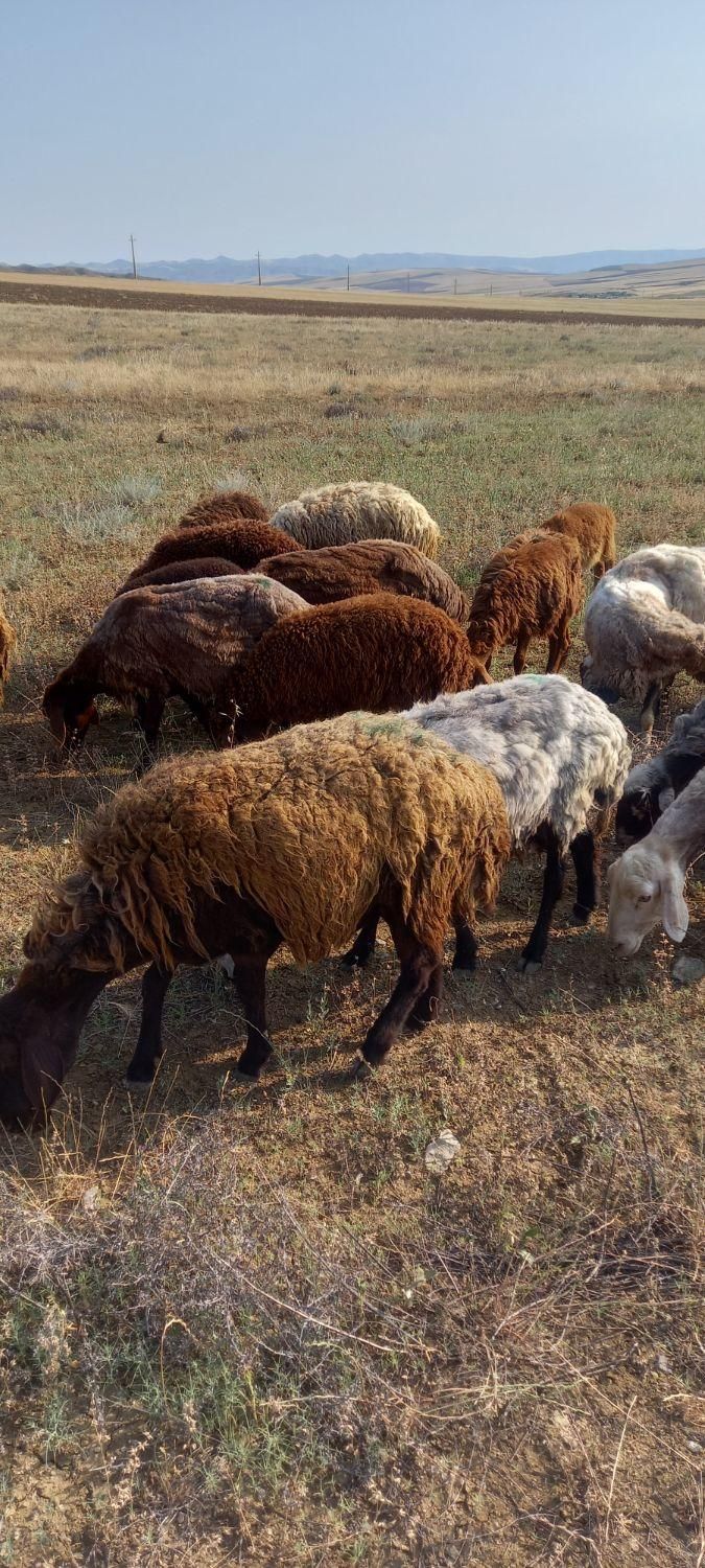گوسفند بره دار|حیوانات مزرعه|گرمی, |دیوار