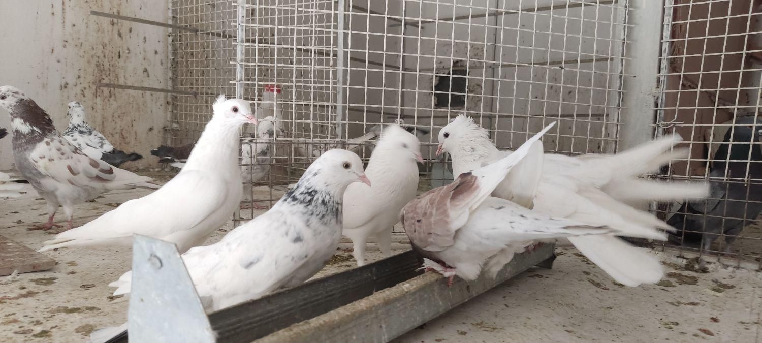 کبوتر پرش|پرنده|آمل, |دیوار