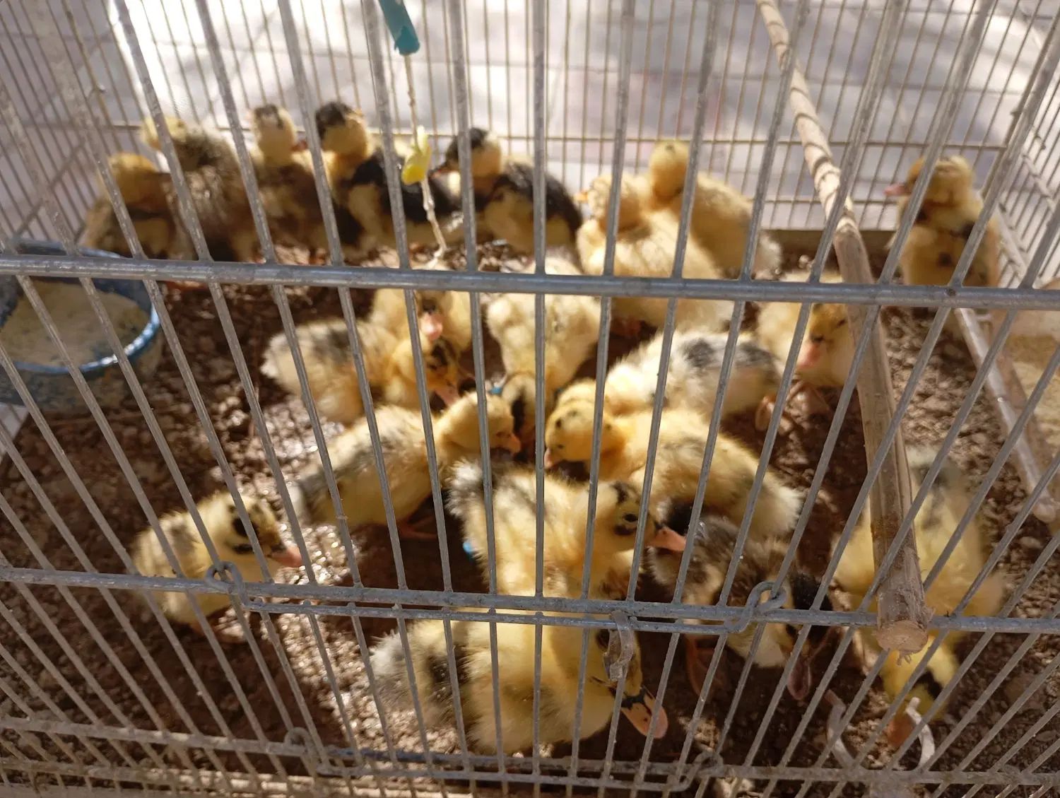 پرنده سرای امامی|پرنده|اصفهان, اصفهانک|دیوار