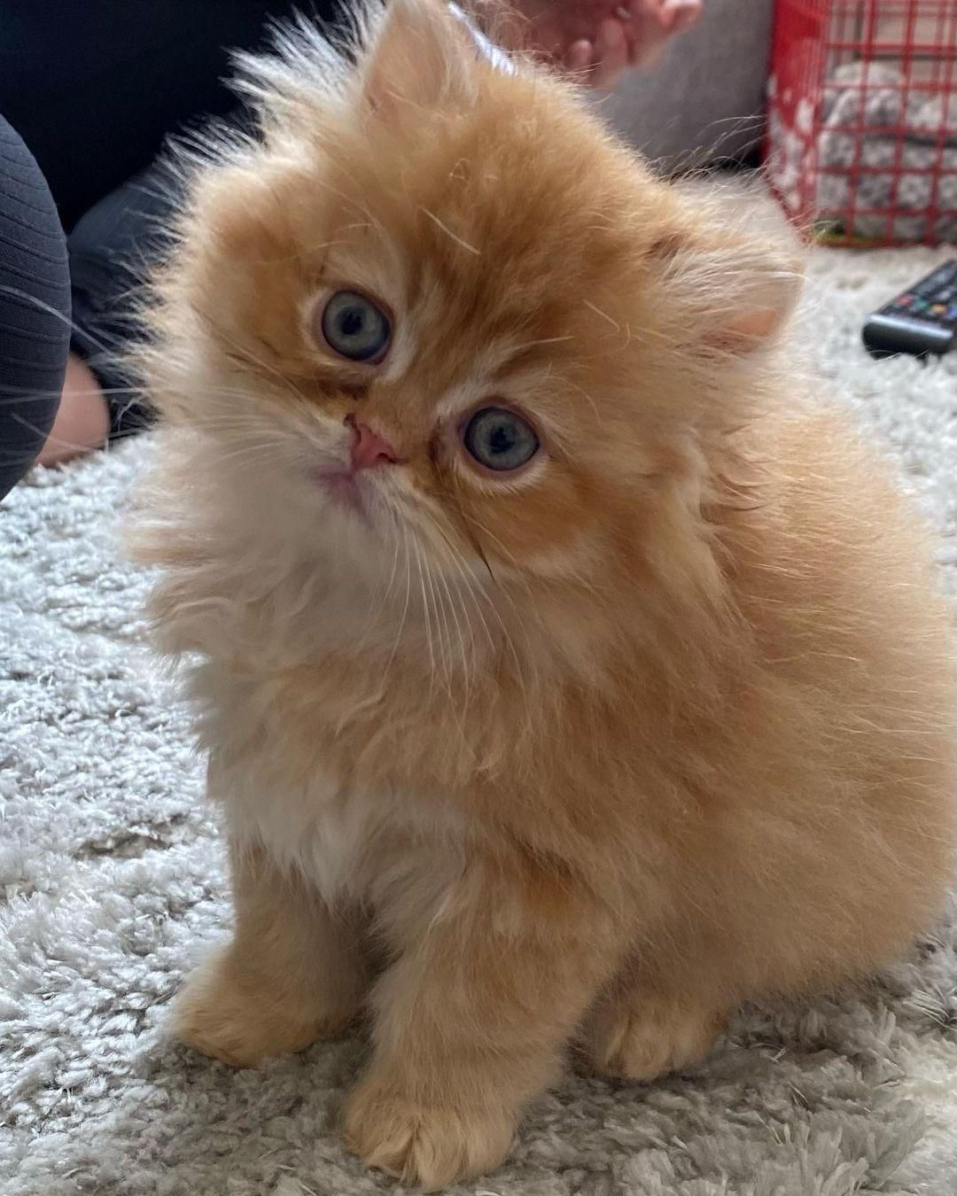 گربه های اشرافی iran cats|گربه|رشت, بازار|دیوار