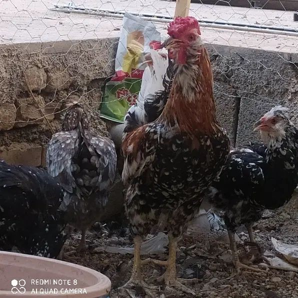 مرغ و خروس گلین اصیل|حیوانات مزرعه|اصفهان, نصرآباد|دیوار