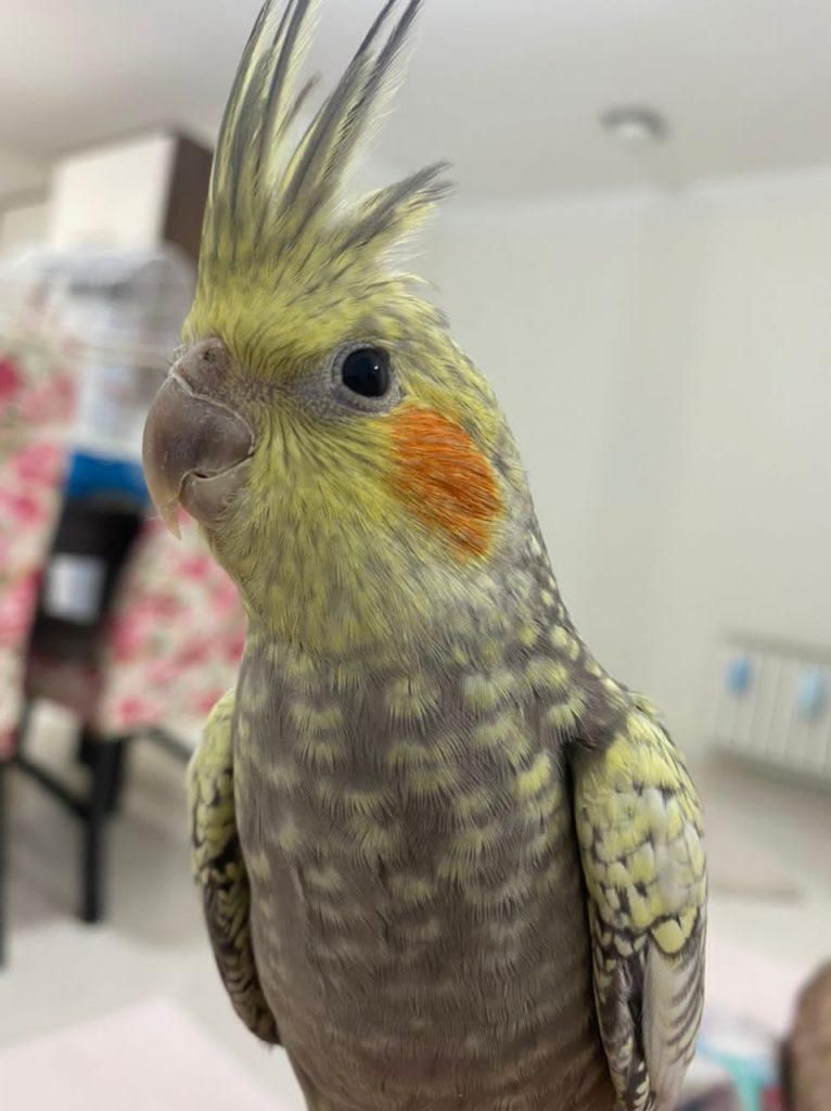 فروش عروس هلندی نر و ماده|پرنده|تهران, شهرک شهید رجایی (کوی نوبنیاد)|دیوار