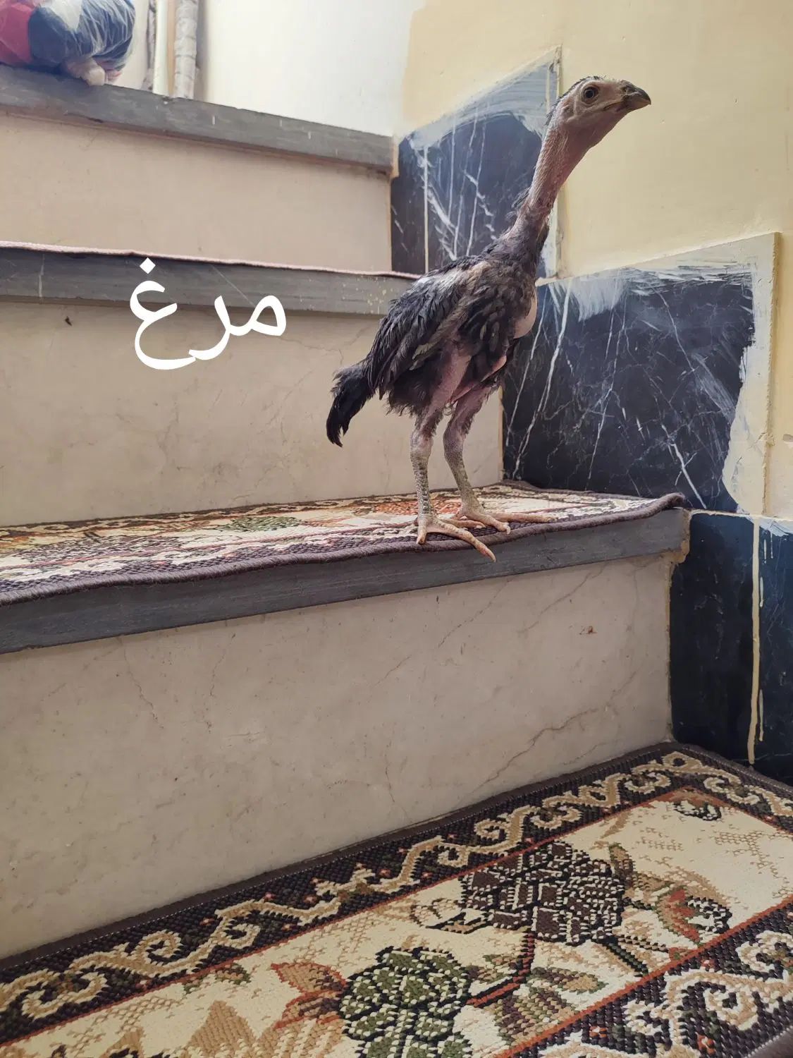 جوجه لاری اوشامو و افغان  مرغ لاری خروس لاری|حیوانات مزرعه|کرمانشاه, |دیوار