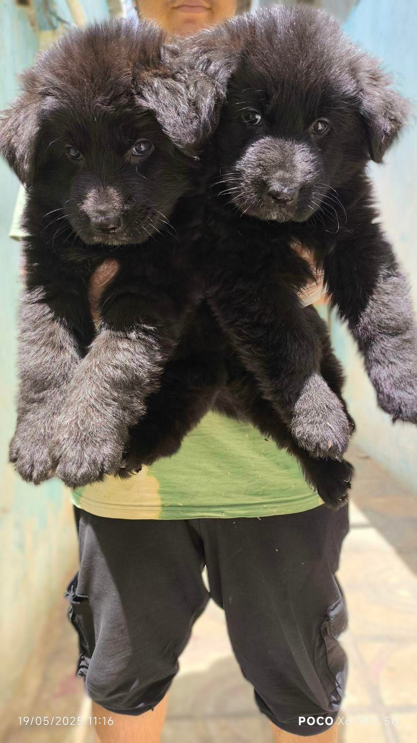 فروش توله سگ ژرمن بلک موبلند زیبا|سگ|کرج, جهان‌شهر|دیوار