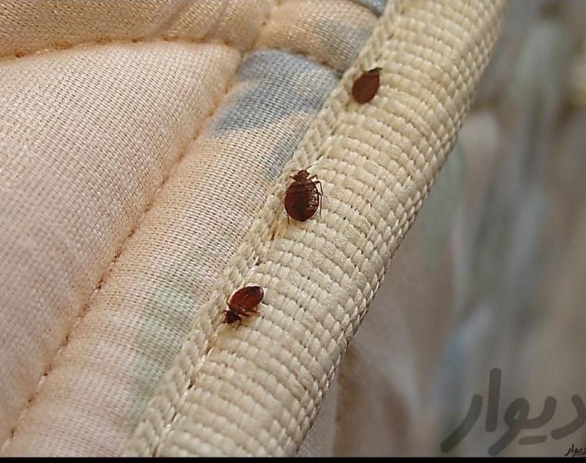 سمپاشی+سم پاش+موریانه ساس سوسک مورچه ۱۲سال ضمانت|خدمات نظافت|آبادان, |دیوار